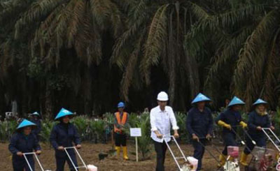 Riau Jadi Lokasi Pertama Program Peremajaan Sawit 2018 Indonesia